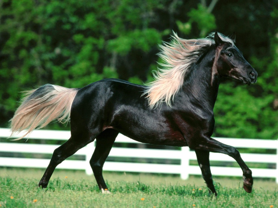 Atların muhteşem görüntüleri