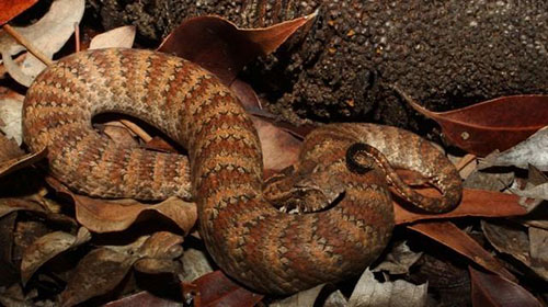 10. Avustralya ölümcül engerek yılanı :Sidney'de yaygın olarak görülen bu yılan kamuflaj yeteneğine sahip. Bu yüzden görülmesi zor ve kolayca ısırılmanız mümkün. Zehiri de oldukça etkili. Felç etkisi yaratıyor. Isırdığında ölüm tehlikesi oranı: 10 üzerinden 7.