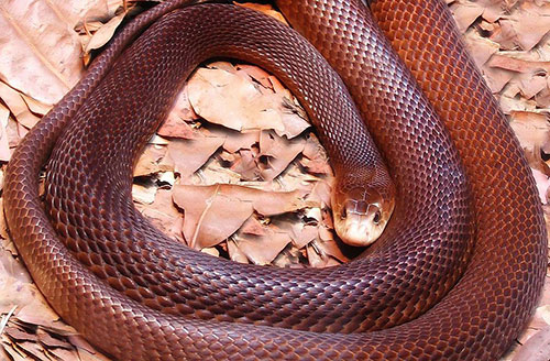 9. Taipan :Hızlı ve oldukça zehirli bir Avustralya yılanıdır. En ölümcül olmamakla birlikte en güçlü zehire sahip kara yılandır. Avustralya kıyılarında yaşayan türü kıyı taipanıdır. Avına çok hızlı saldırıp ısırır ve zehrini enjekte eder. Zehir etkisini göstermeye başlayınca avını yutar. Dokunulduğunda ölüm tehlikesi oranı: 10 üzerinden 7.