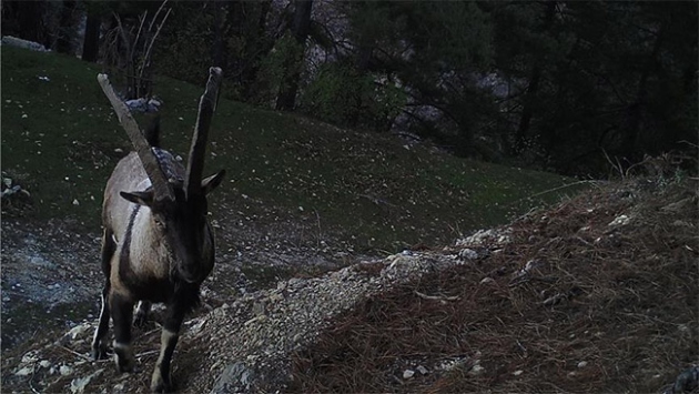 Düldül Dağı'ndaki yaban keçileri fotokapanla görüntülendi
