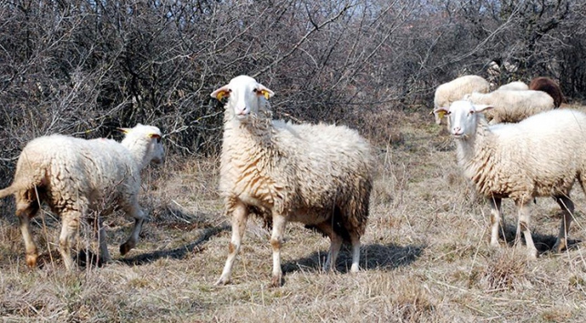 "Kıvırcık koyun" için coğrafi işaret başvurusu yapıldı