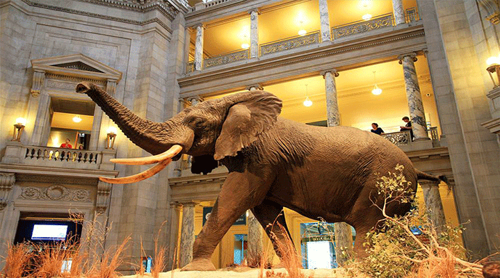 Smithsonian Doğa Tarihi Müzesi, Washington