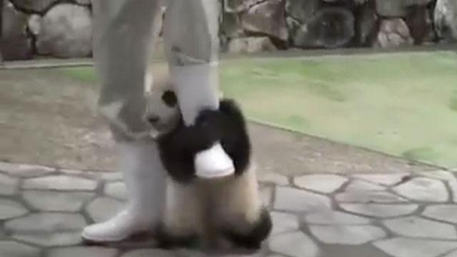 Bakıcısnın peşini bırakmayan yavru panda