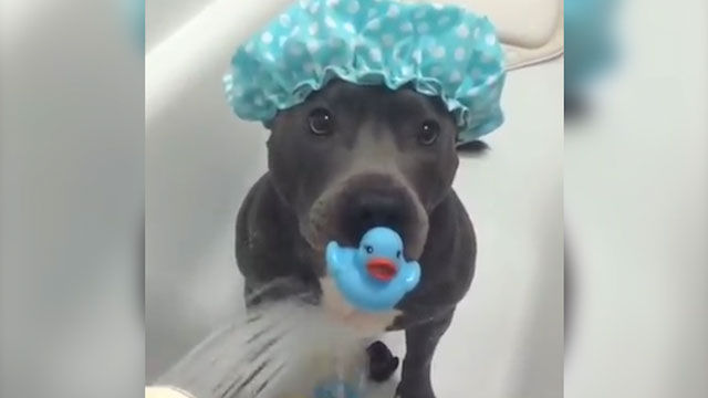 Duş alan sevimli köpek