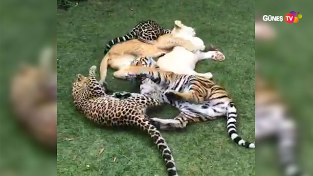 Vahşi yavru kedilerin kıskandıran dostluğu